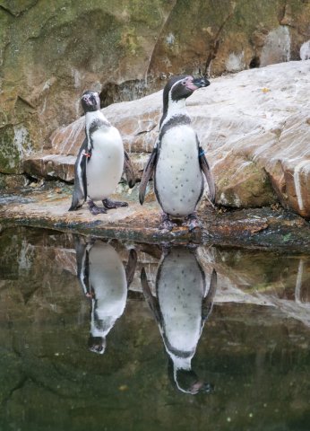 berlinzoo13
